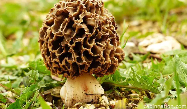 best mushroom growing kits