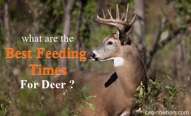 best deer feeding times by zip code
