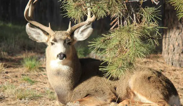 deer bedding buck