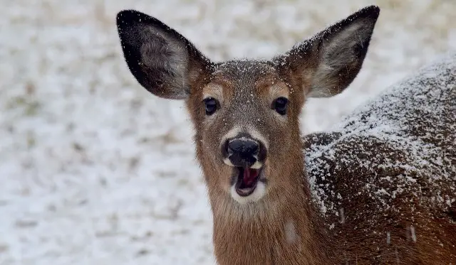 best barometric pressure for deer hunting