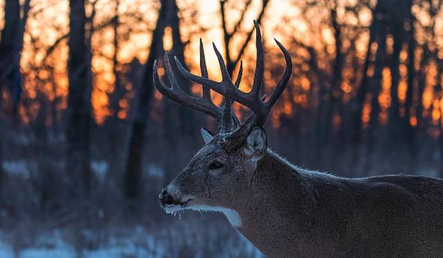 best deer hunting times