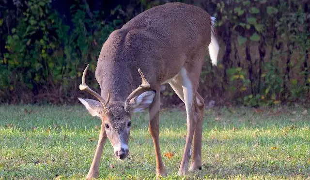 buck movement during the rut