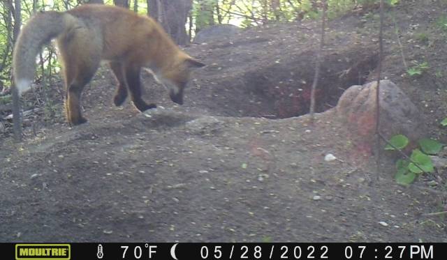 cellular trail camera fox