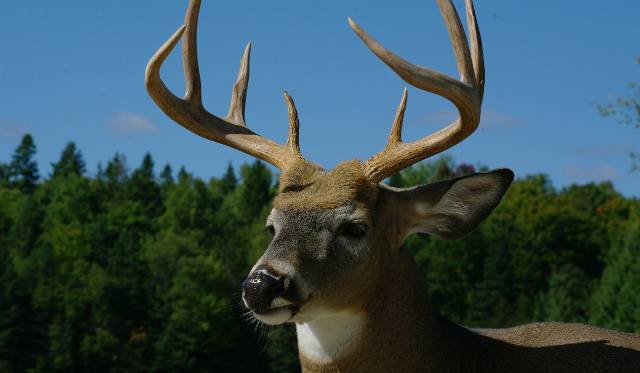 319 Exceptional Deer Camp Name Ideas For Your Hunting Season