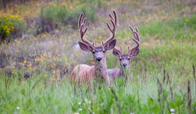 5 Types Of Deer Grasses: A Major Key to Ambushing Big Bucks