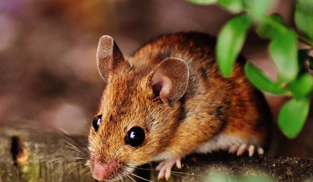 Mouse Repellent: Proven Strategies for a Rodent Free Home