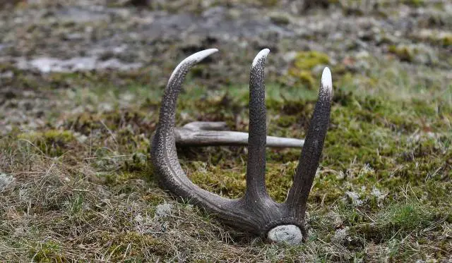 Shed Hunting: Unlock The Secrets To Finding Hidden Treasures