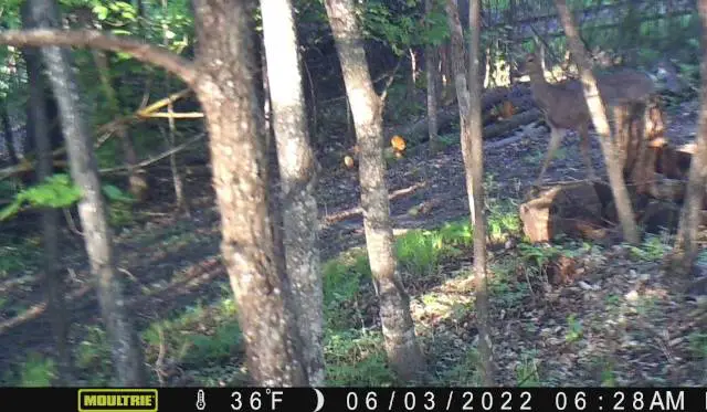 trail cameras deer