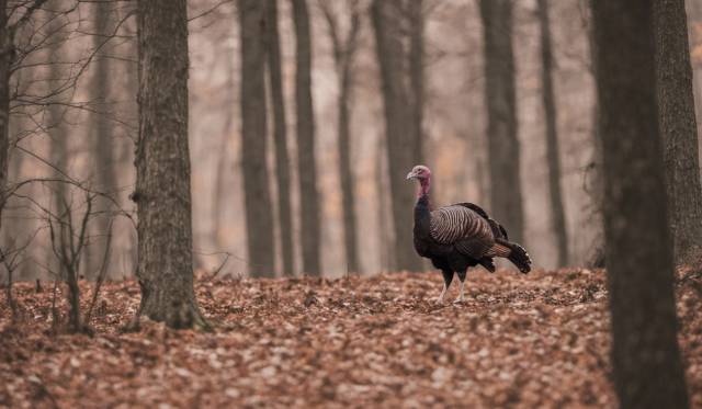 turkey walking in the forest of trees